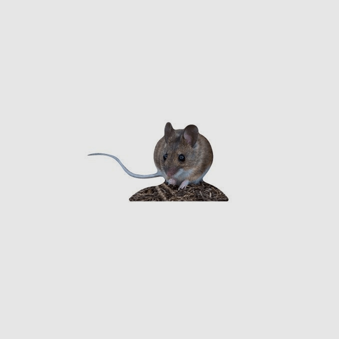 Animal Stand Forest Mouse