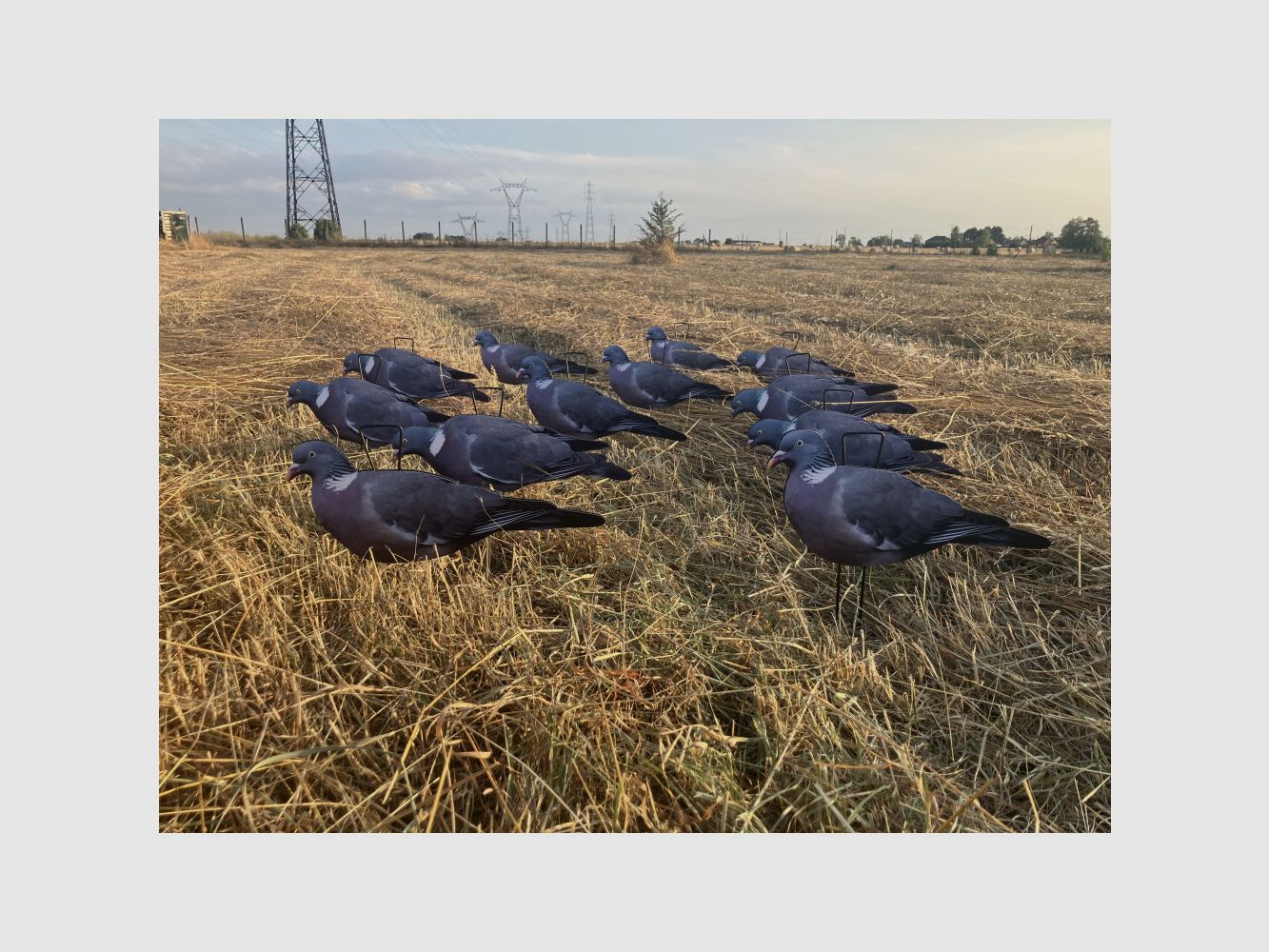 Pack 12 Silhouettenformen Tauben Ultra Realistisch - 6 Aktive und 6 Fressende für die Taubenjagd, Bild 3 von 4