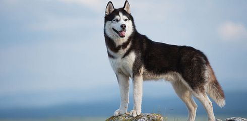 Rasseprofil: Siberian Husky