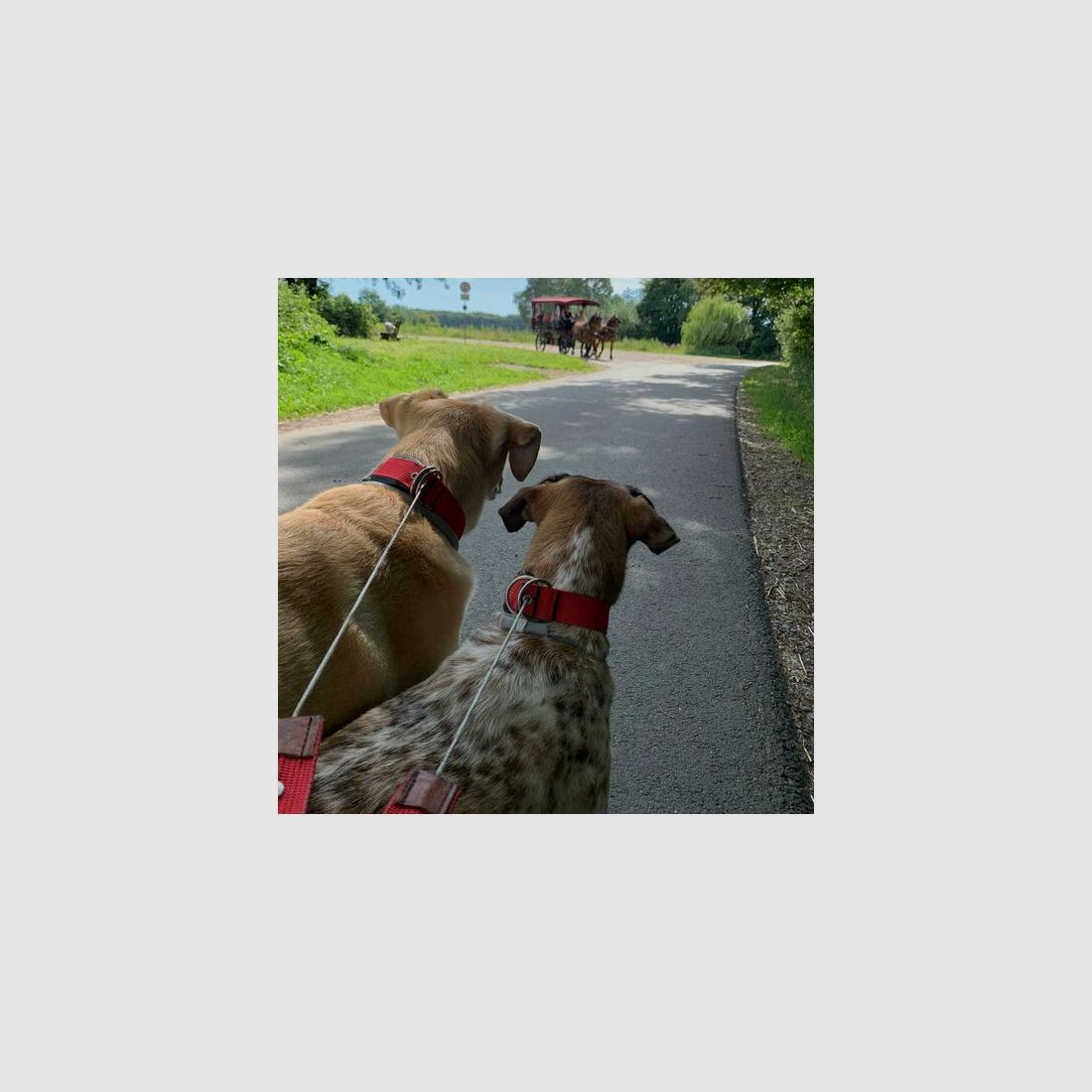 WowWow Hundehalsband mit integrierter Leine Leder Kastanienbraun