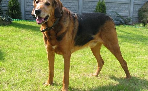 Rasseprofil: Polnische Bracke