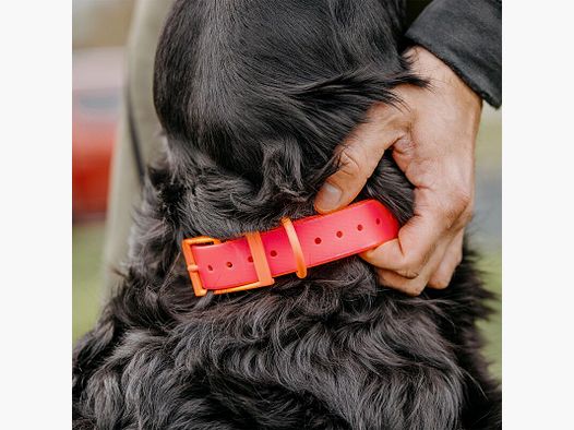 HP&G Hundehalsband 25mm Pink