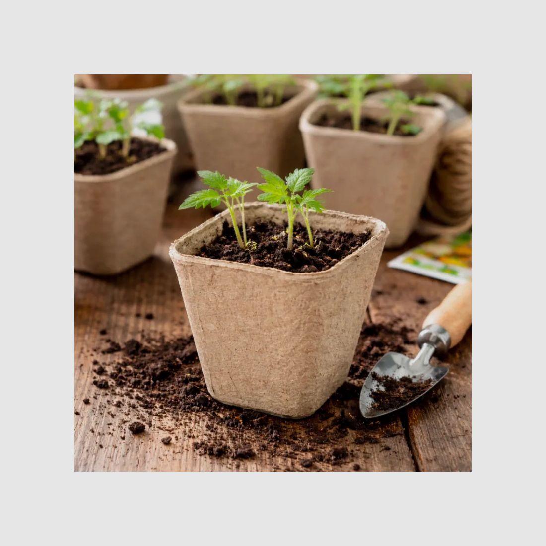24 Biologisch Abbaubare Quadratische Töpfe 8 cm für die Aussaat, Bild 1 von 6