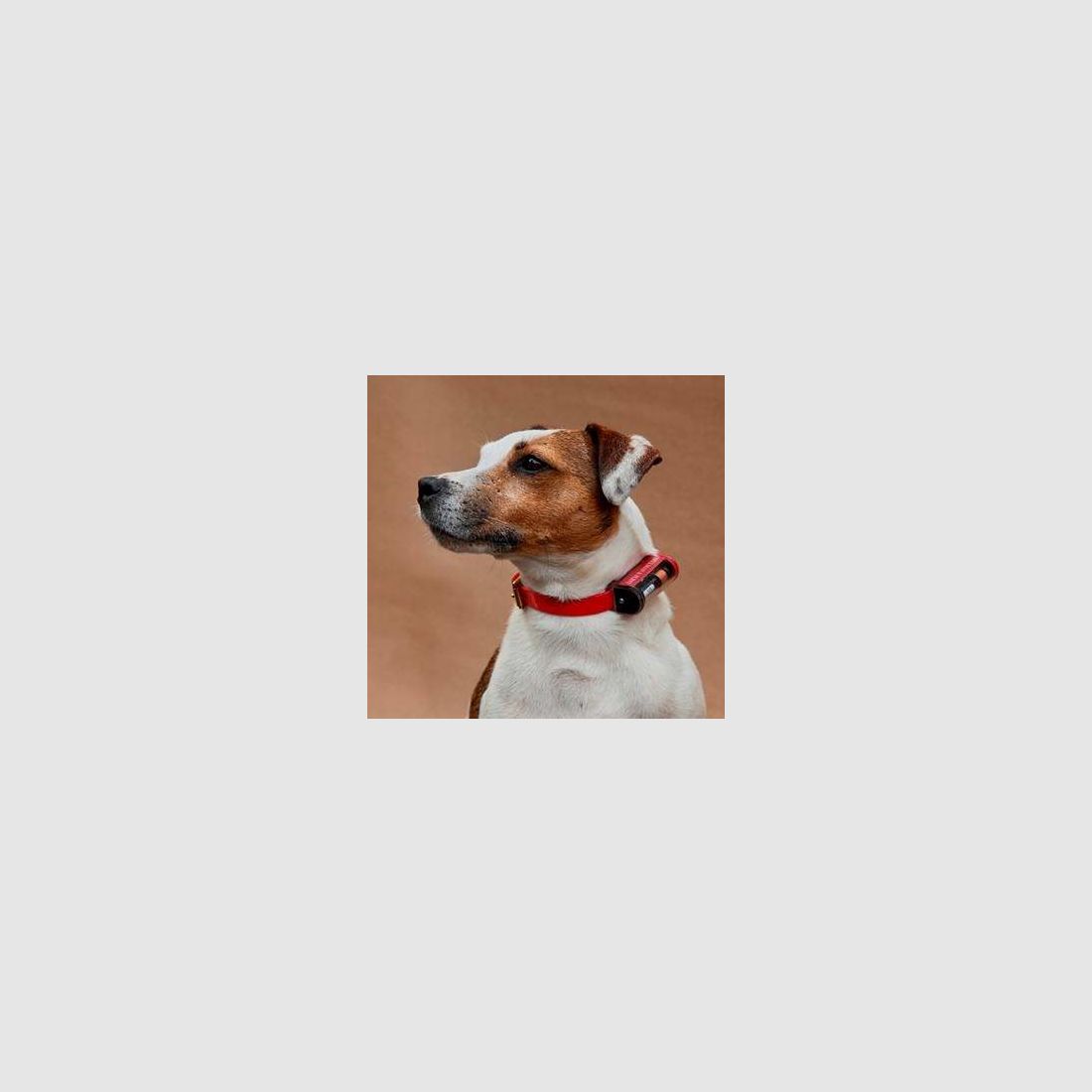 B&F Terrier Locator Collare di invio, immagine 2 di 8