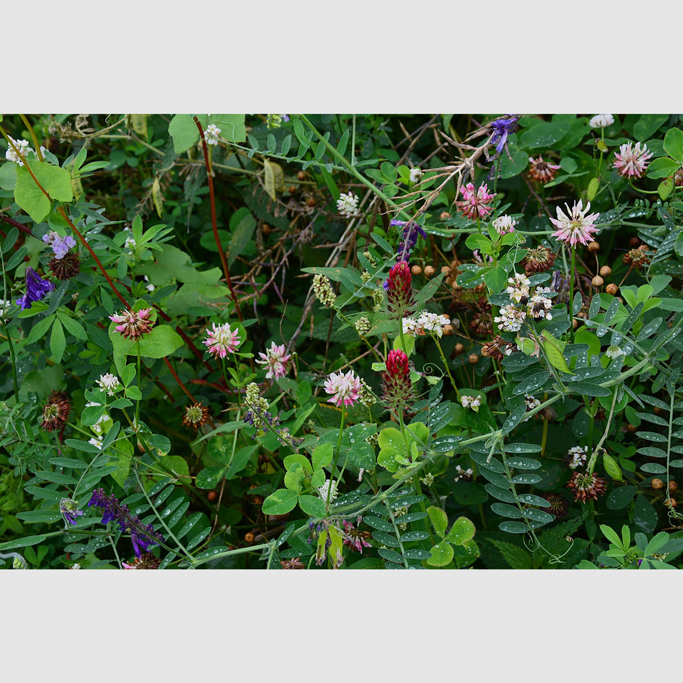 Kiepenkerl Leguminosenmischung