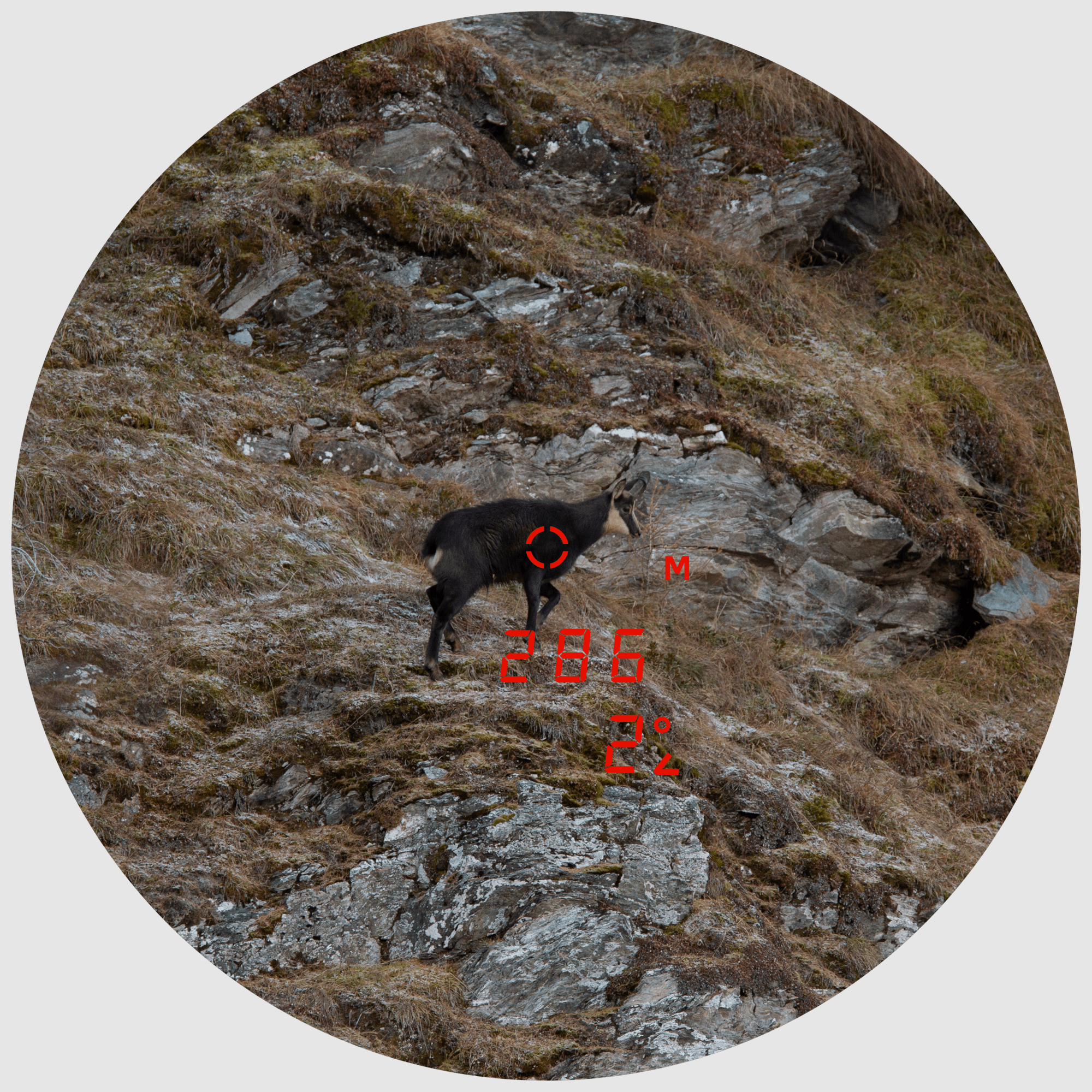 MINOX X-range 10×42 Fernglas mit Entfernungsmesser