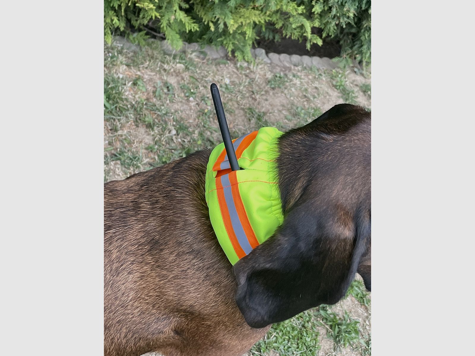 CANTOS Hund Signalband Stretch-Schutzhülle DogTrace Gelb, Bild 2 von 9