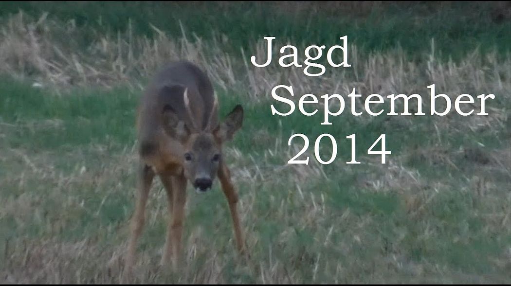 Jagd September 2014