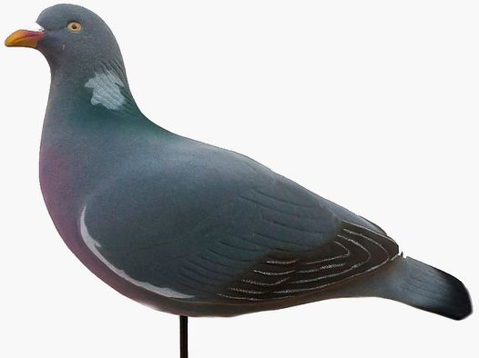 Final Approach Zestaw Wabików Gołębi Ostatnie Przejście