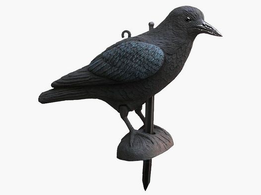Lockvogel Krähe