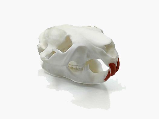 Réplique de crâne de castor (à taille réelle)