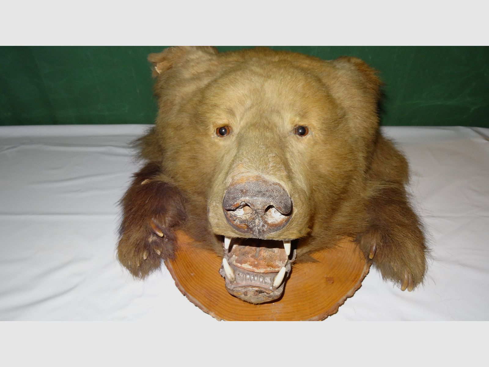 Cabeza de oso, trofeo, preparación como herencia, años 80, decoración