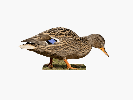 Animal Stand Mallard