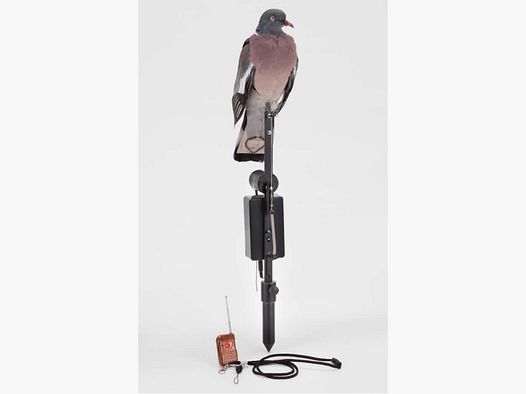 Stuffed Wood Pigeon with Beating Wings