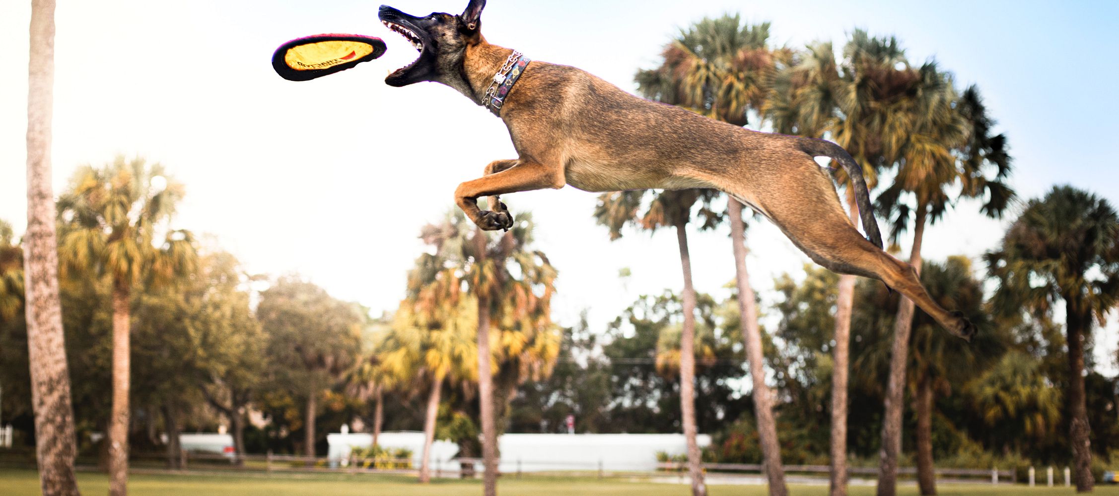 Breed Profile: Malinois