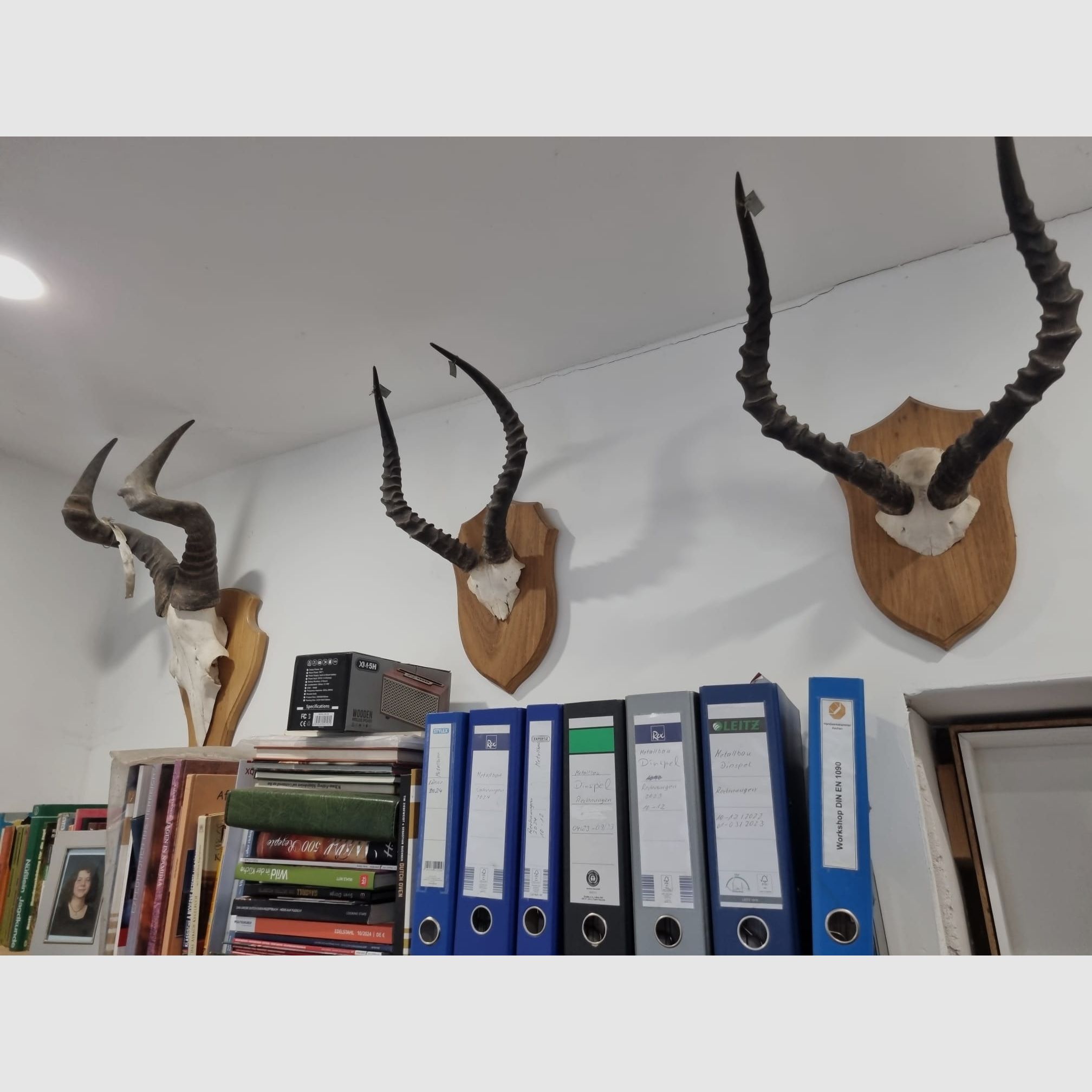 Jagdtrophäen aus Afrika und Namibia