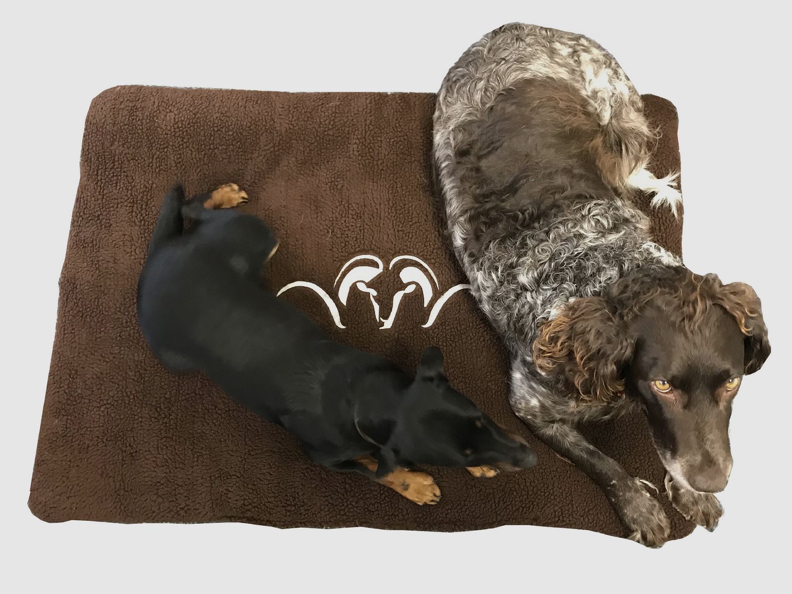 Blaser Hundebett