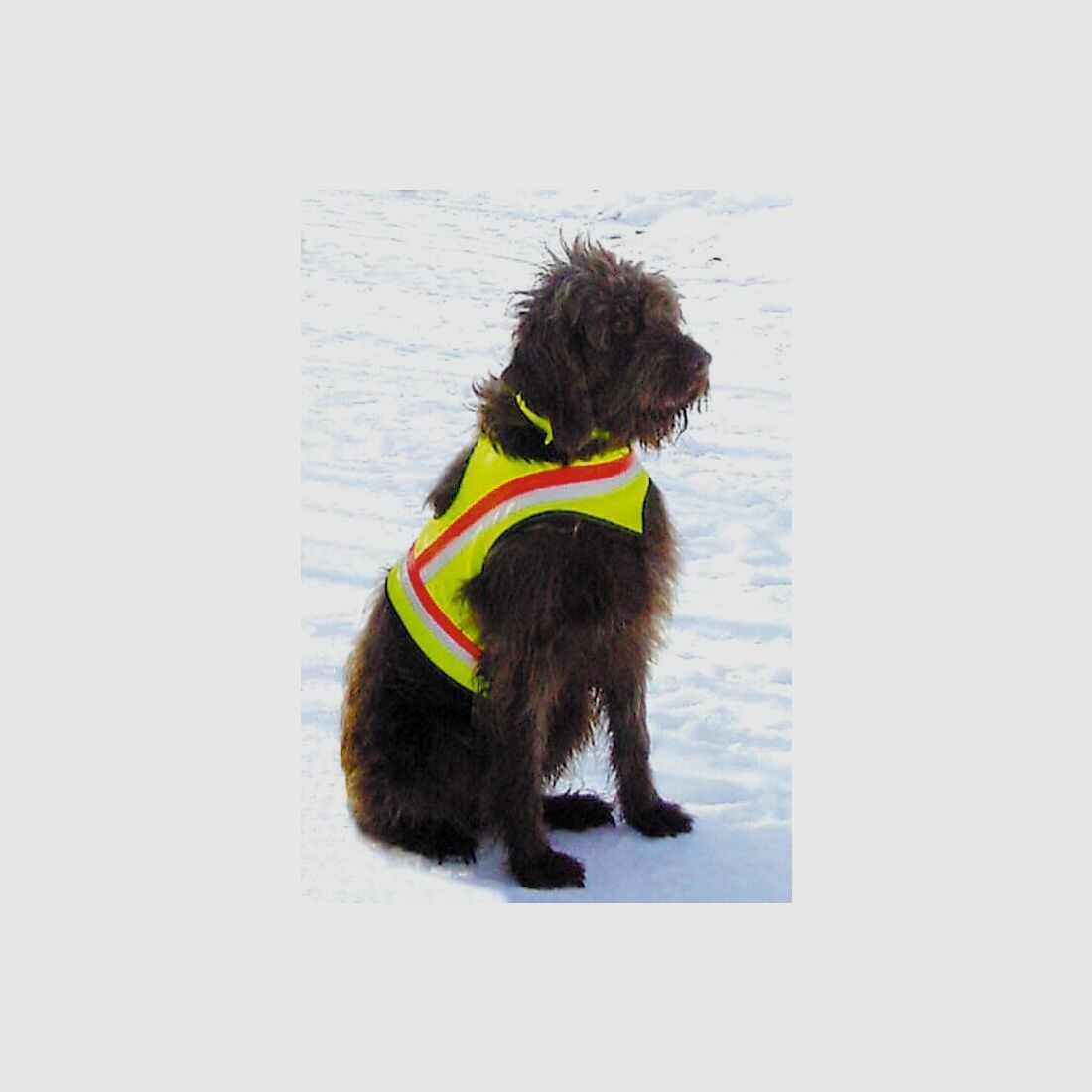 Gilet de signalisation pour chien