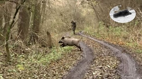 Wild boar hunting best moments in November 2017