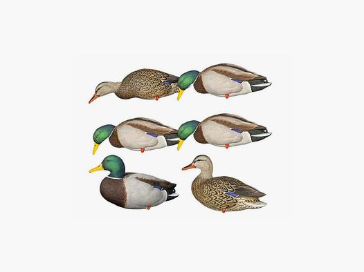 Formen von Stockenten auf Beinen AvianX