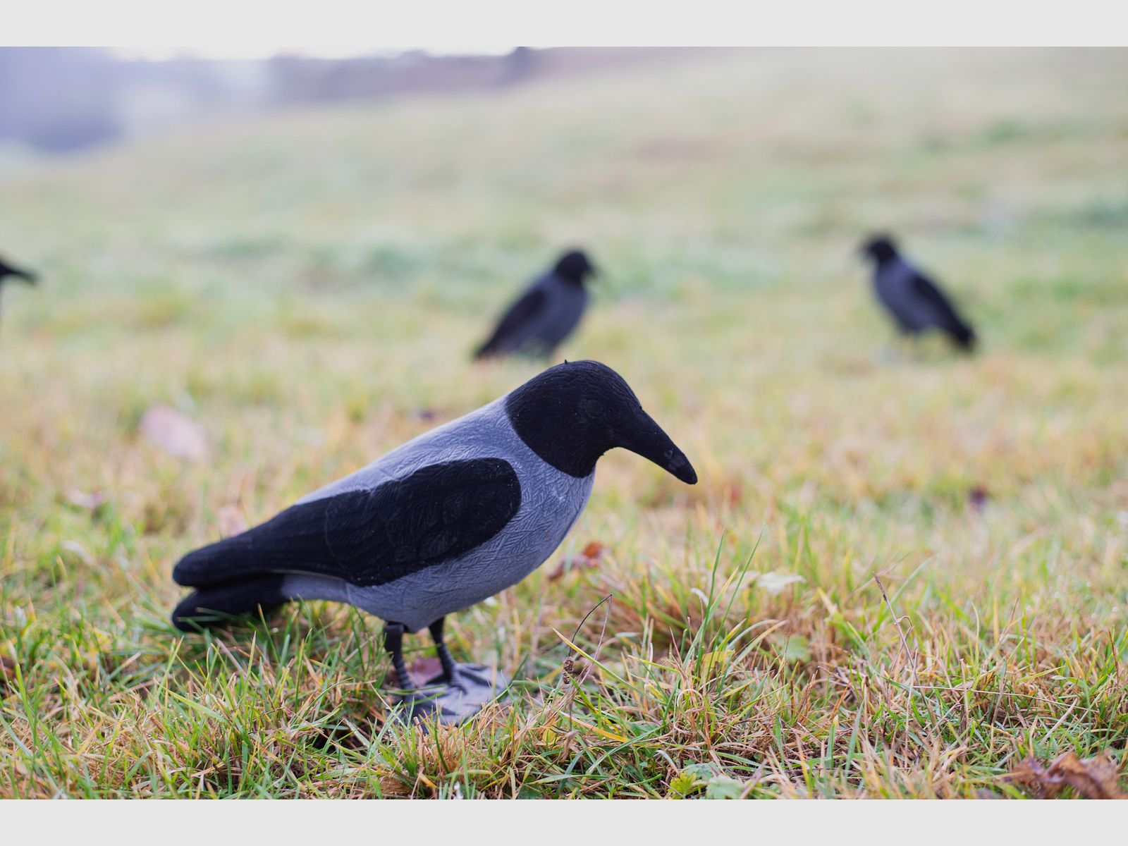 Beflockte Nebelkrähe Vollkörper