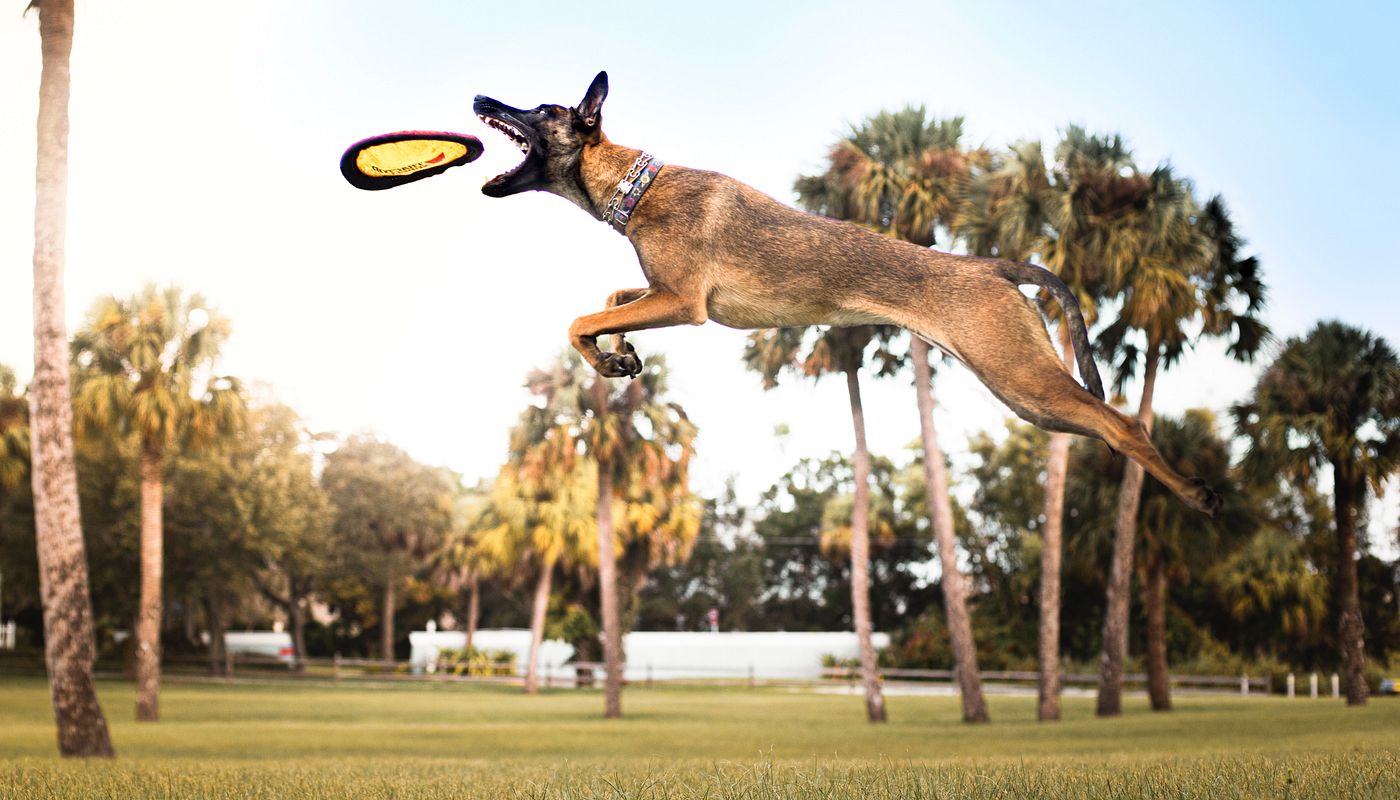 Breed Profile: Malinois