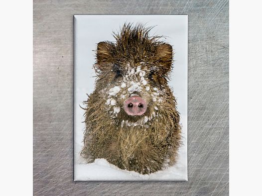 Refrigerator magnet wild boar