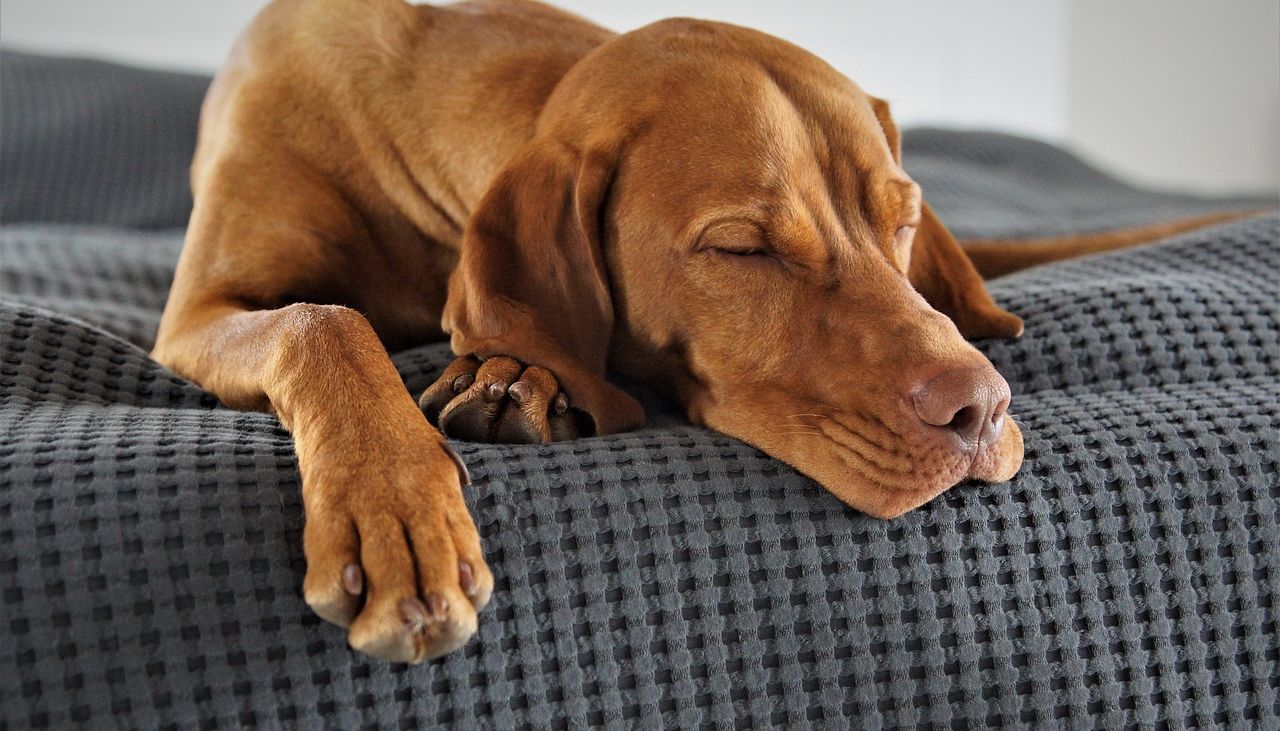 Die besten Zeckenschutz-Produkte für Hunde