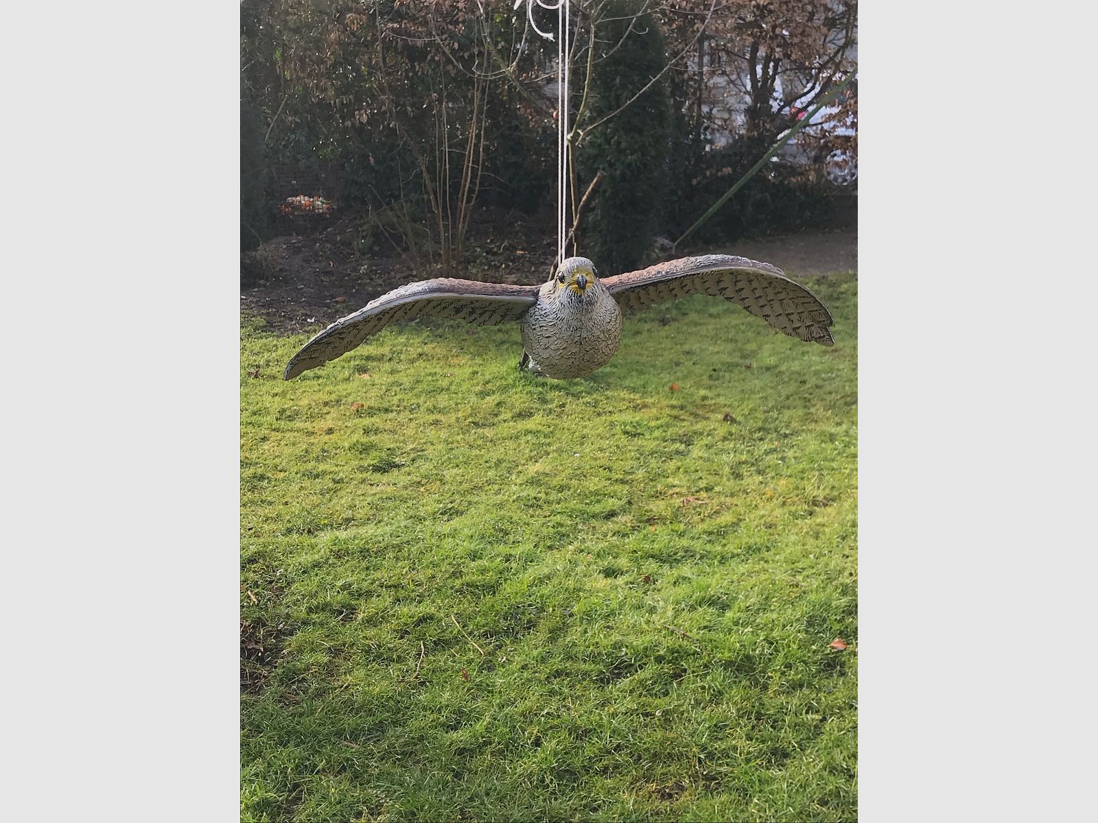 Fliegender Falke