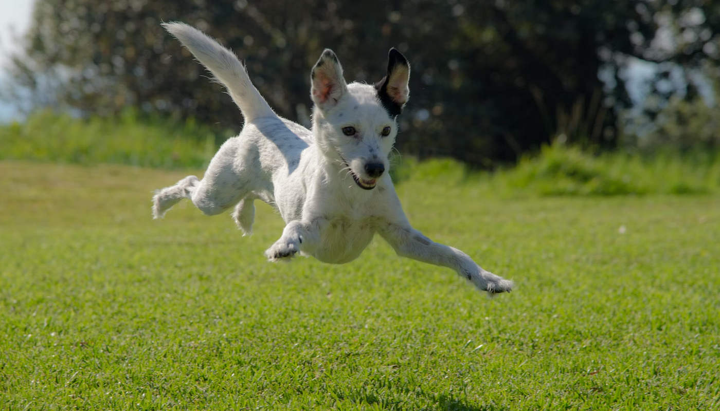 Hond weggelopen - wat te doen?