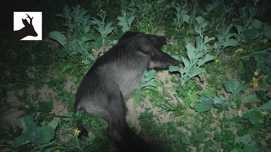 Night hunting wild boar - Nocne polowanie na dziki