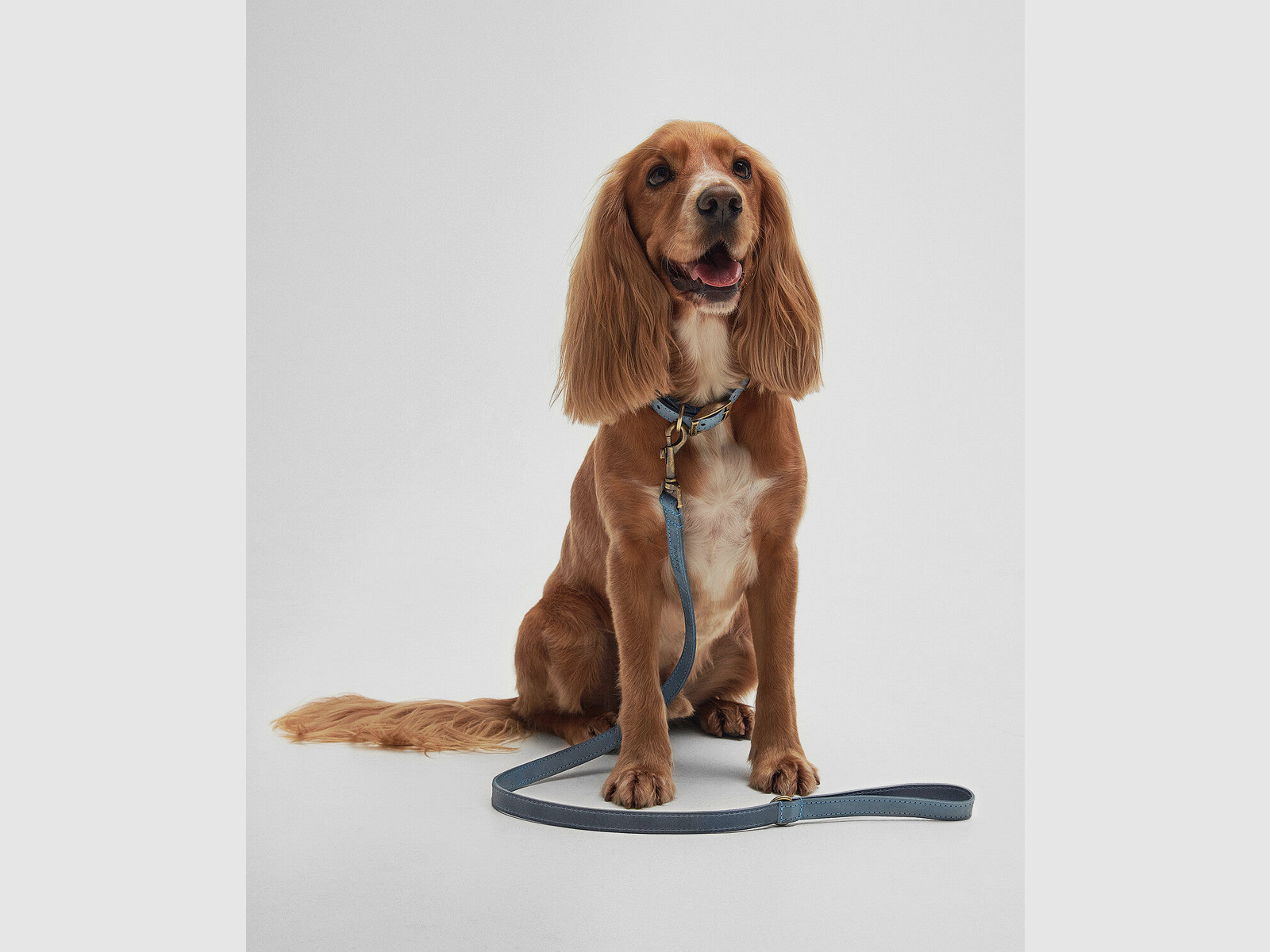 Barbour Hundeleine aus Leder