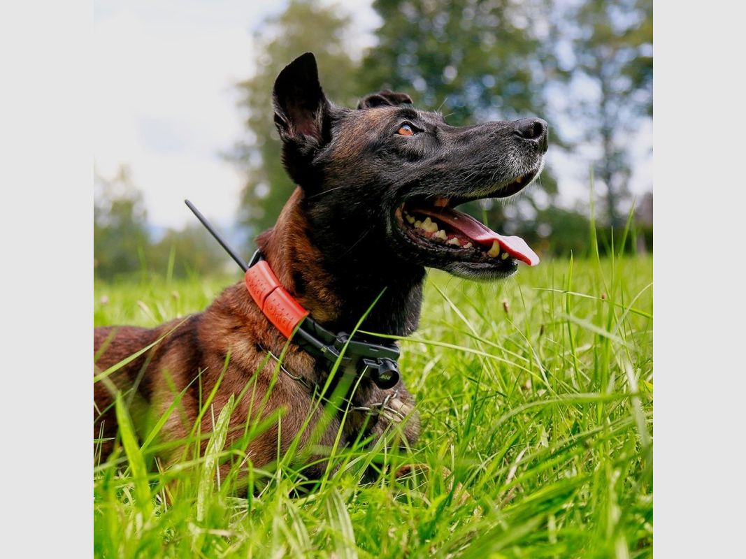 Dogtrace GPS X25-TB, immagine 27 di 30