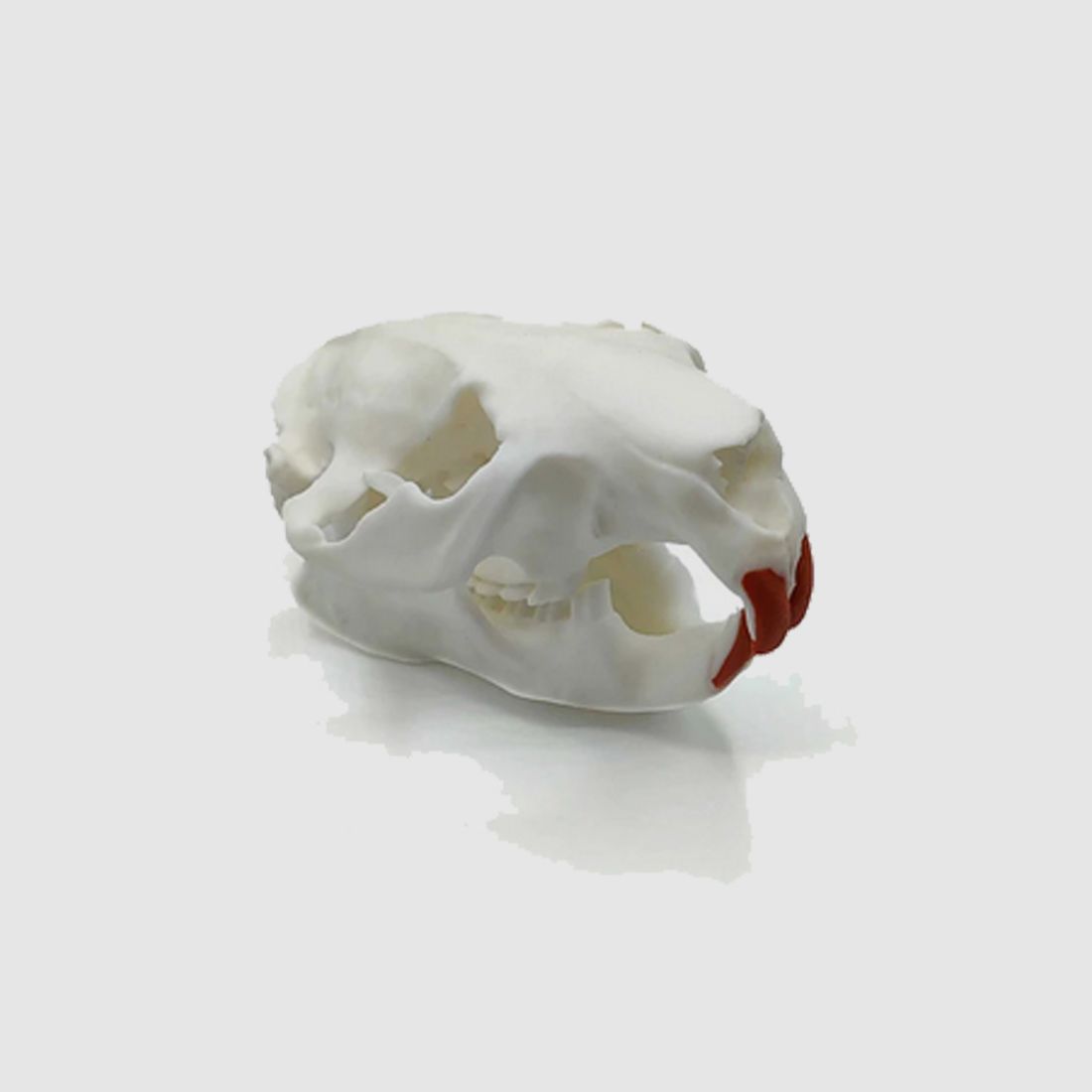 Réplique de crâne de castor (à taille réelle)