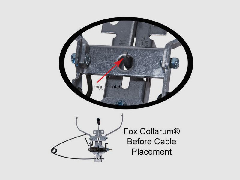 Trappola per volpi Collarum®, immagine 2 di 3