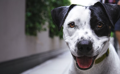The Most Important Commands for Dogs