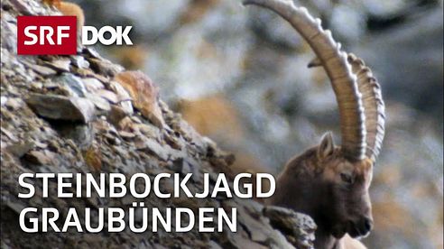 Steinbockjagd in Graubünden | Herr Jäger und sein Bock | Reportage | SRF