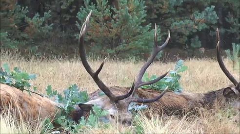 5 Rothirsche auf der Strecke und Wolf bei bestem Licht