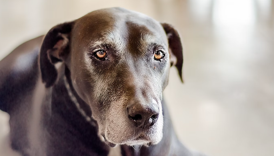 A partire da quale età i cani sono considerati senior?