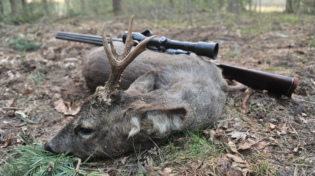 Die richtige Bockjagd Büchse