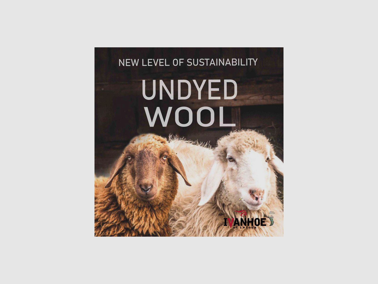 IVANHOE NLS SAP Full Zip Nuez Moscada