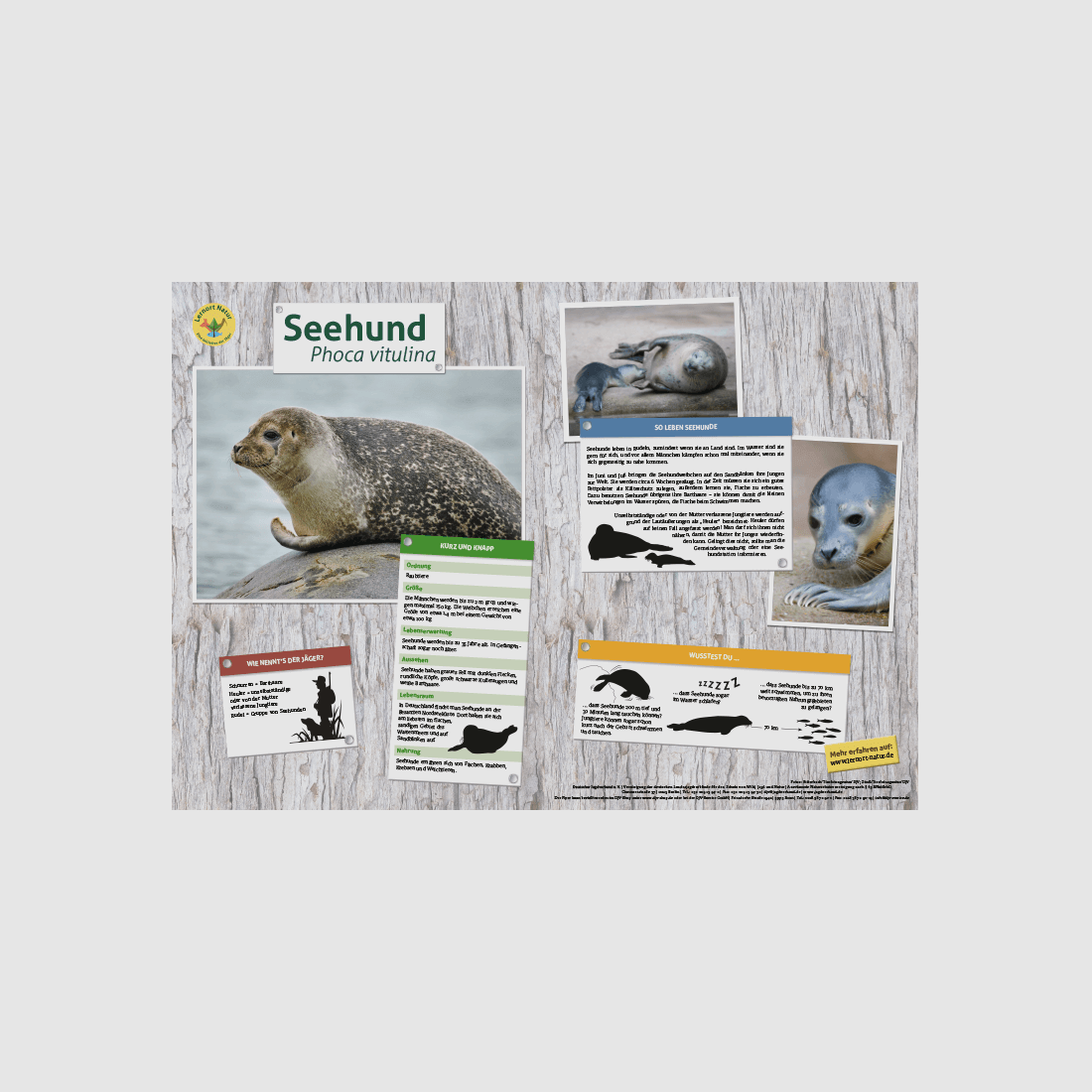 Lieu d'apprentissage Nature Tableau des animaux DIN A3 Phoque