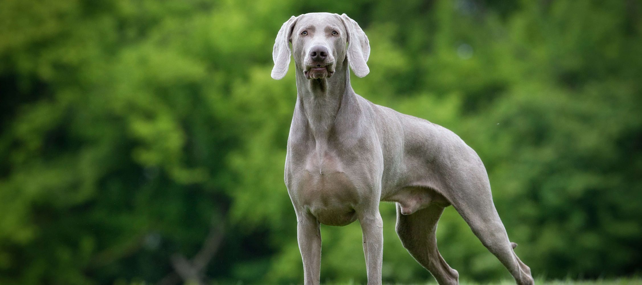 Rasseprofil: Weimaraner