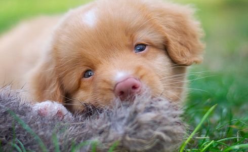 Dummy-Training für Hunde - wie geht es richtig?