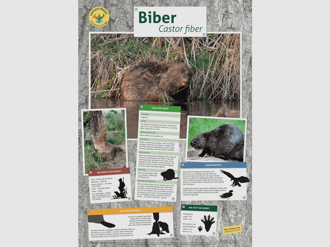 Lernort Natur-Tierposter Biber