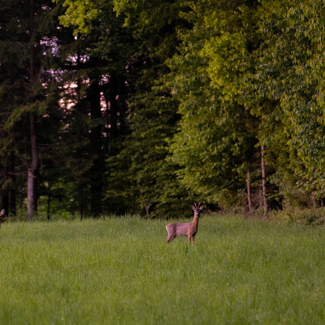 The Leaf Hunt: A Challenging Tradition in the Hunting Calendar