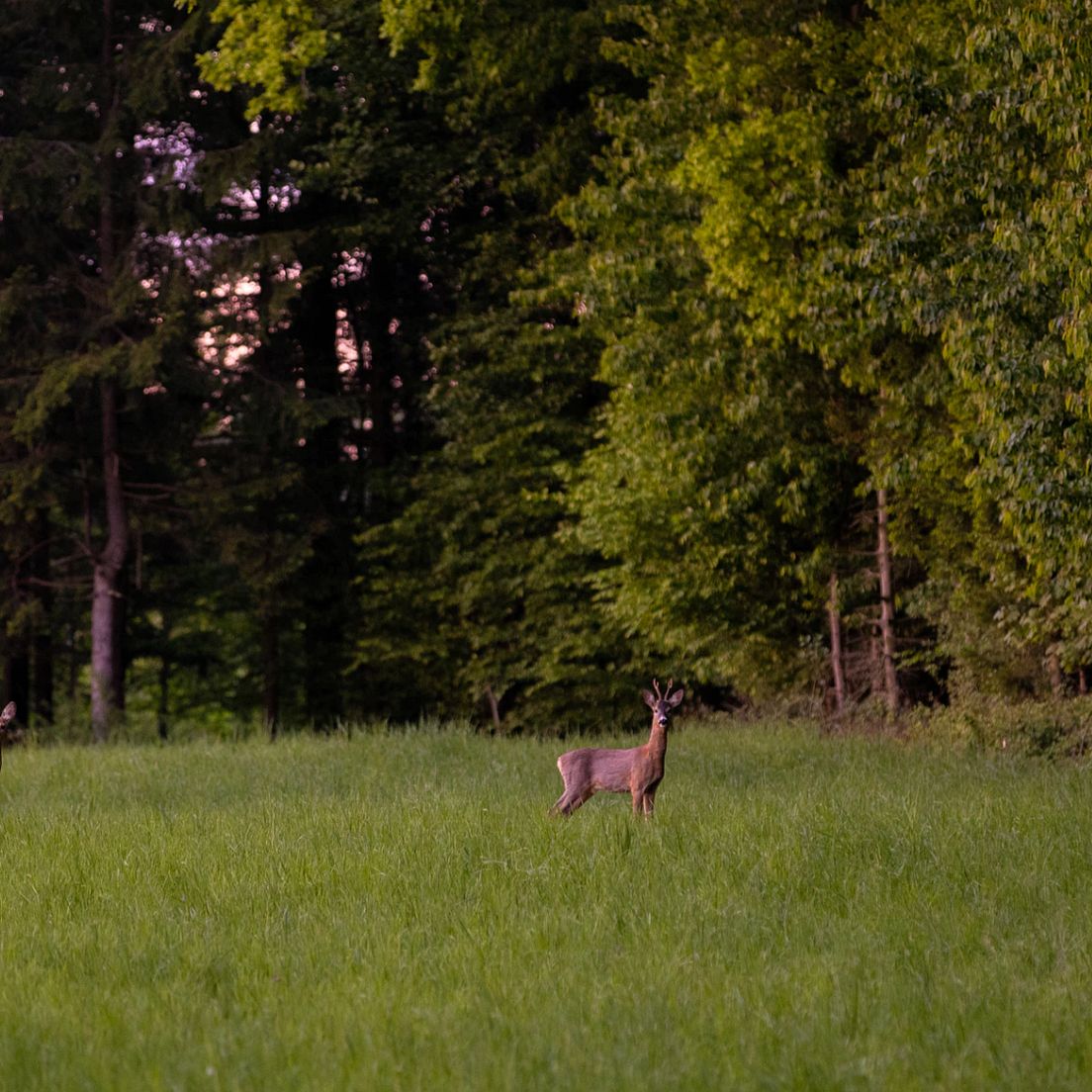 Die Blattjagd: Eine anspruchsvolle Tradition im Jagdkalender