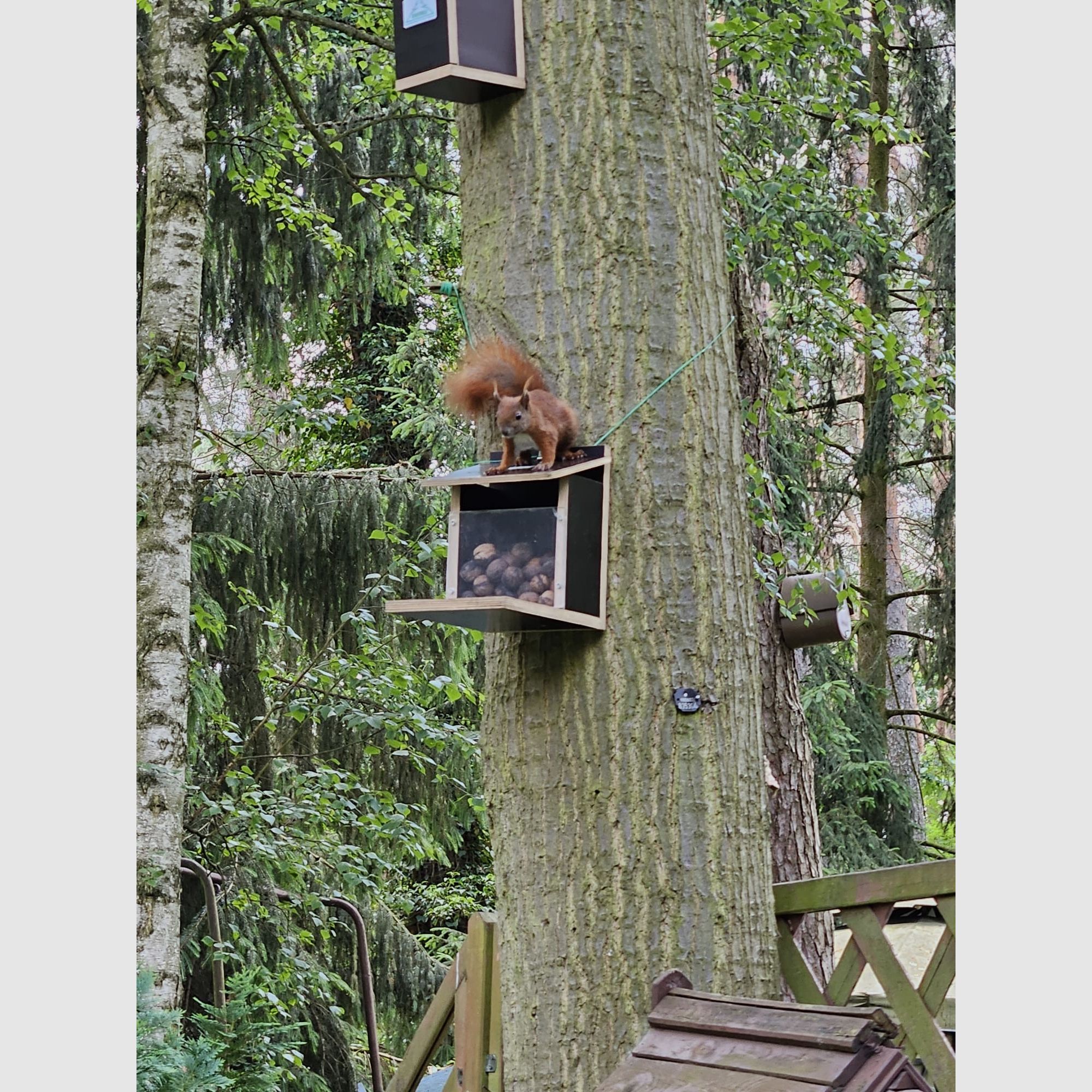 Eichhörnchenfutterautomat