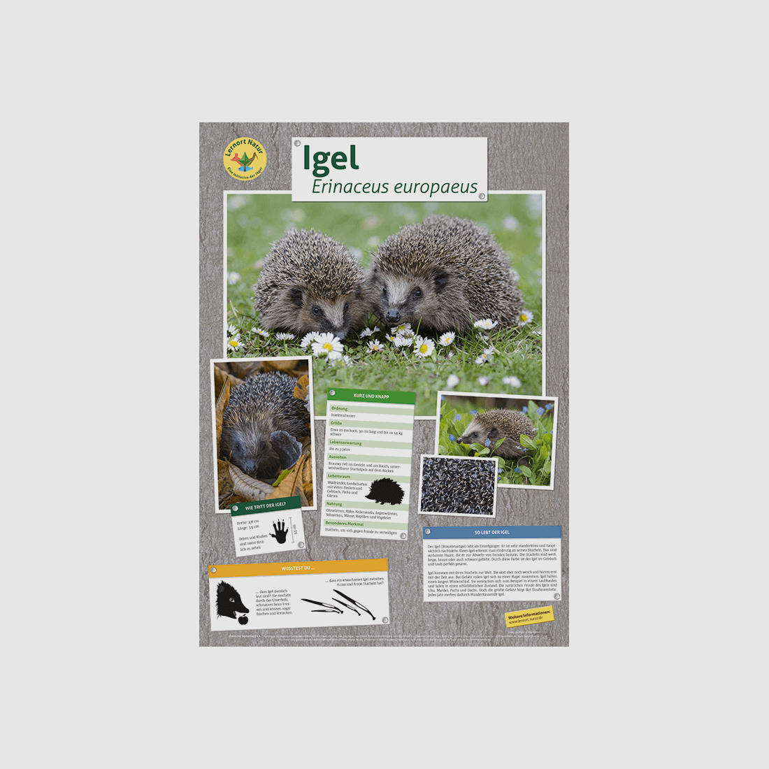 Learning Place Nature - Hedgehog Poster