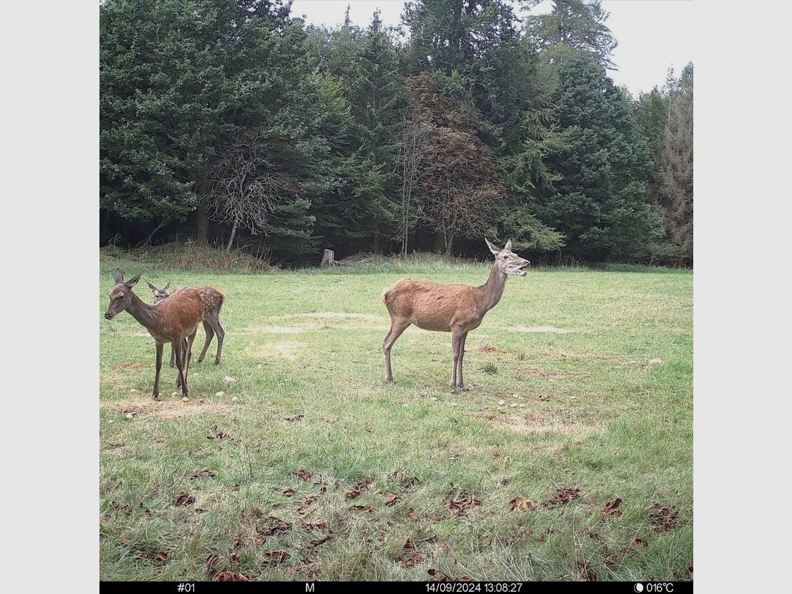 Seissiger SEISSIGER Pro-Cam LTE - SUPERSIM-Edition inkl. Akkus